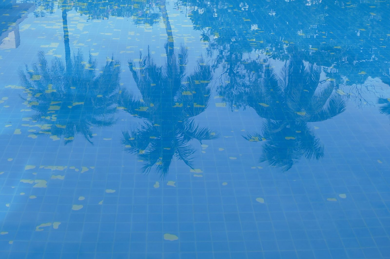 Reflexo de palmeiras na agua